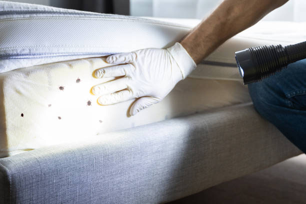 Best Pest Prevention Services  in Lakewood, WA