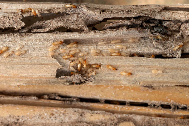 Trusted Lakewood, WA Pest Control Experts