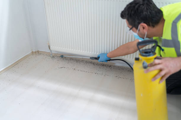 Best Termite Control Services  in Lakewood, WA